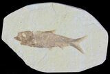 Knightia Fossil Fish - Wyoming #79949-1